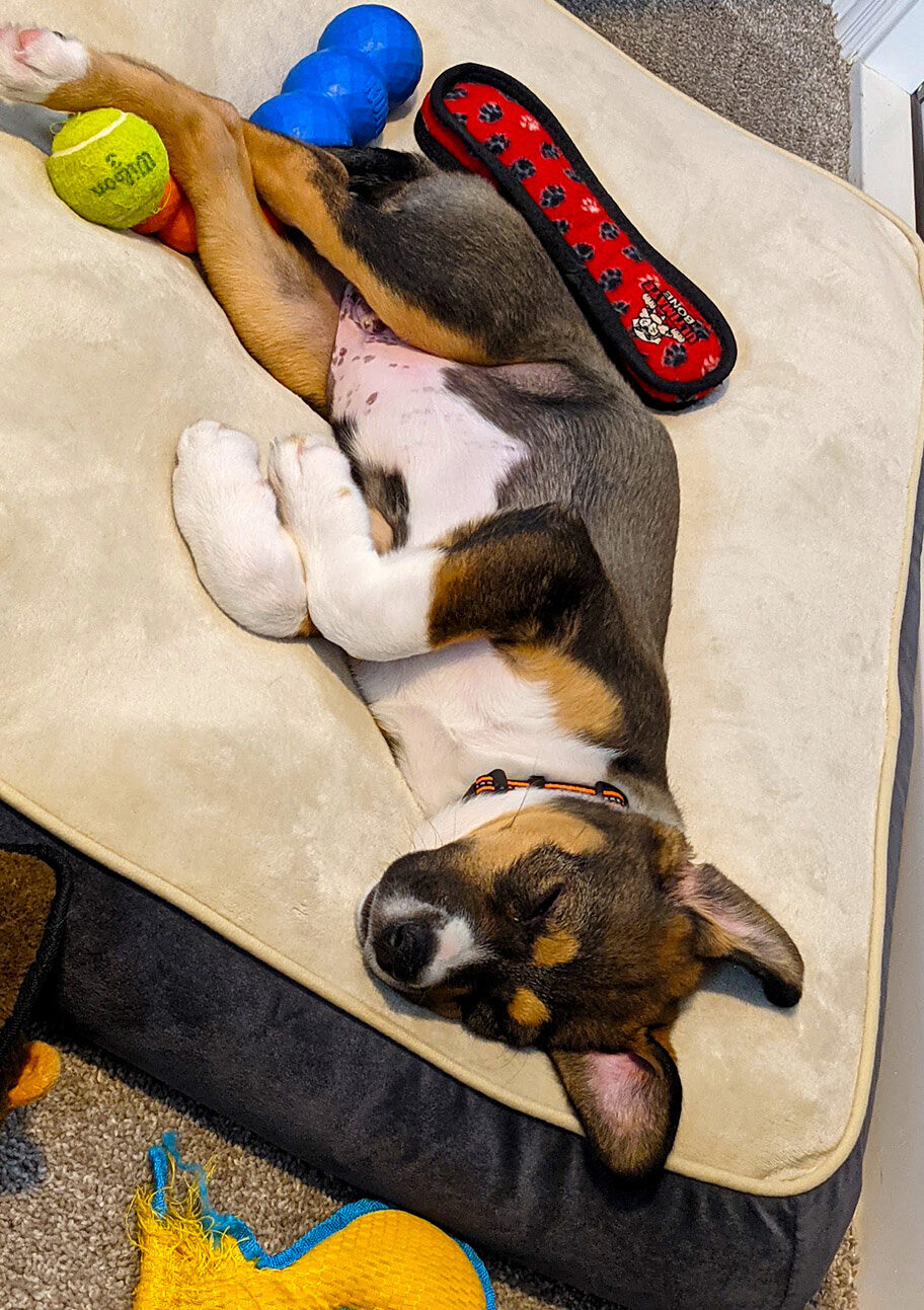 A tired, content dog after a day of play