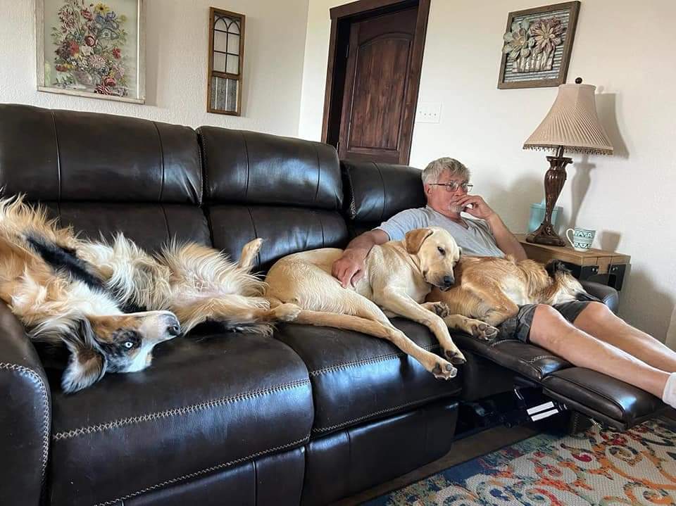 A dog lounging on a couch