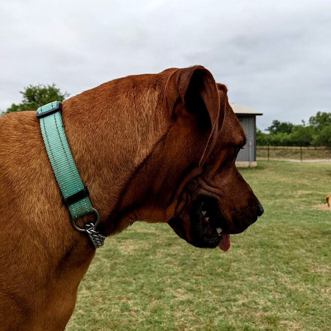 A dog relaxing at Puppy Playground
